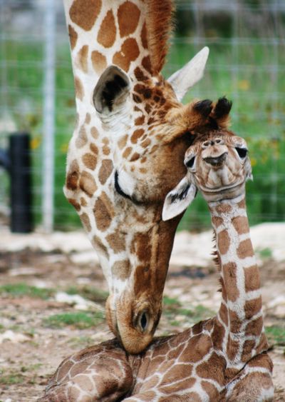 In this May 10 handout photo provided by Natural Bridge Wildlife Ranch, Nakato, a male twin giraffe, gets mom, Carol’s, attention shortly after birth in New Braunfels, Texas. (Associated Press)