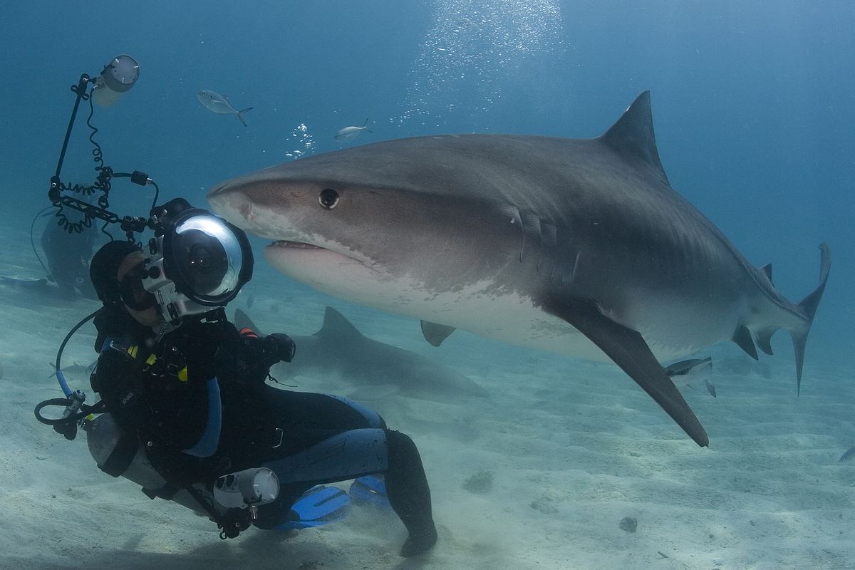 Above: Marine photographer Brandon Cole has a close underwater encounter with a tiger shark. In 20 years, Cole says he has only been attacked by a shark once.