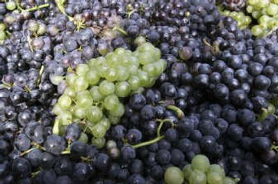 
Associated Press photosA Chardonnay of white grape is mixed with Pinot Noir grape during the grape harvest of Roederer Champagne in Ay. Established wine growing regions are deploying techniques both old and new to adapt to global warming. In Ay, where producers such as Moet & Chandon and Veuve Clicquot nurture precious plots, harvesters hit fields in late August last year, the earliest cull in decades.
 (Associated Press photos / The Spokesman-Review)
