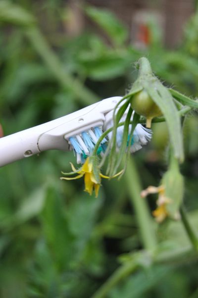 An old electric toothbrush can be used to vibrate the pollen out of tomato flowers to improve pollination in hot weather. (Pat Munts / The Spokesman-Review)