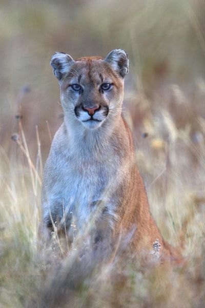 A mountain lion pauses briefly in a field in Montana. (COURTESY / Associated Press)