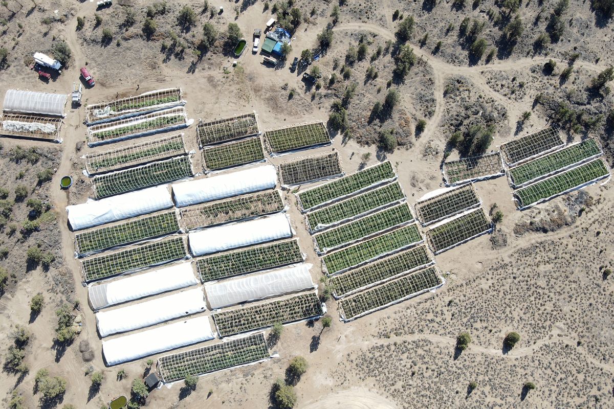 A marijuana grow is seen on Sept. 2 in an aerial photo taken by the Deschutes County Sheriff’s Office in the community of Alfalfa, Ore.  (HOGP)