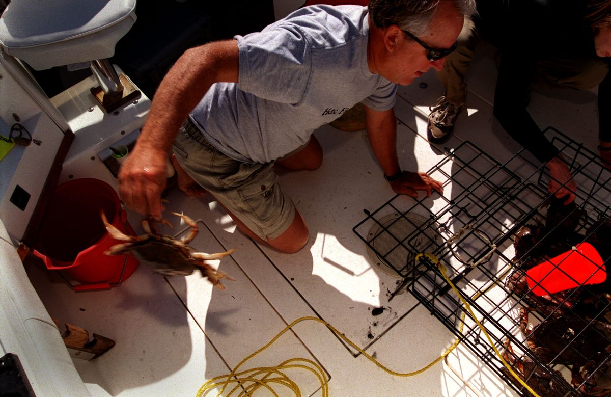 Tony Floor of Olympia tosses an undersized crab back into the water as he sorts the catch from a pot he’s pulled in Hood Canal.  (Photos by RICH LANDERS / The Spokesman-Review)