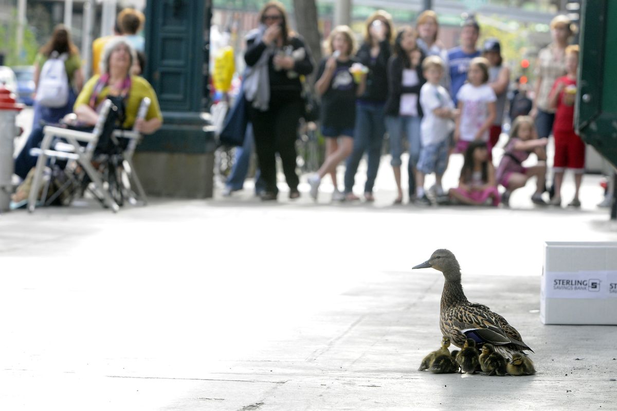 May 16, 2009, was the day that a duck nesting on the Sherwood Building began her trek to water. It was the second year that the duck had nested there and she had to get the ducklings down from a 14-foot overhang to the sidewalk. The year prior, banker Joel Armstrong was on hand to help the ducklings down safely and get to the water. In 2009, Armstrong and a whole retinue of bank employees and their families helped make it happen.  (JESSE TINSLEY/The Spokesman-Review)