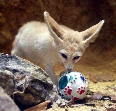 
A fennec fox at the National Zoo in Washington plays with a dog feeder toy filled with crickets. 
 (Washington Post / The Spokesman-Review)