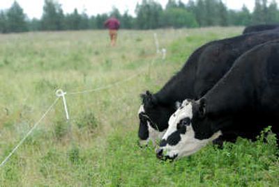 Cows munch on alfalfa in the field owned by rancher Maurice Robinette, walking away at left, after he repositioned fencing used to move the cattle into a new part of the pasture on June 9.
(no photographer / The Spokesman-Review)