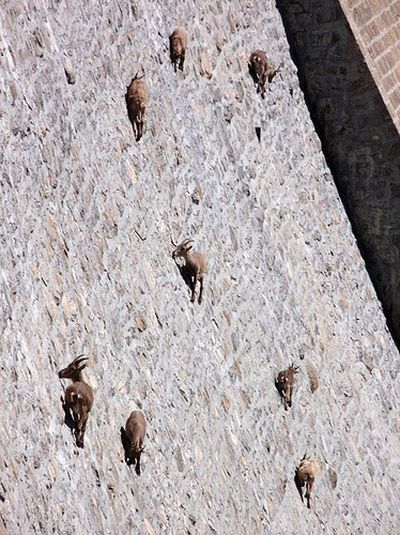 A  viral e-mail   claims this photo shows bighorn sheep on  Buffalo Bill Dam near Cody, Wyo. It’s actually ibex on a dam  in Italy.