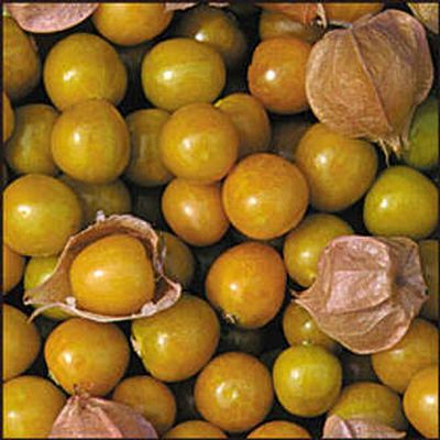 
Aunt Molly's Ground Cherries.  seedsavers.org
 (seedsavers.org / The Spokesman-Review)