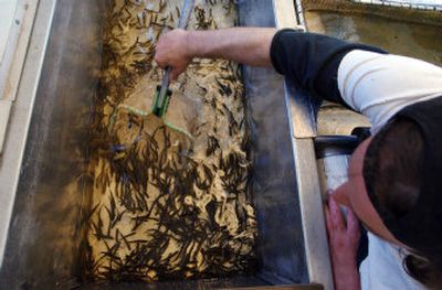 
An Issaquah Salmon Hatchery worker scoops up 3-month-old chinook salmon in  2004. 
 (File Associated Press / The Spokesman-Review)