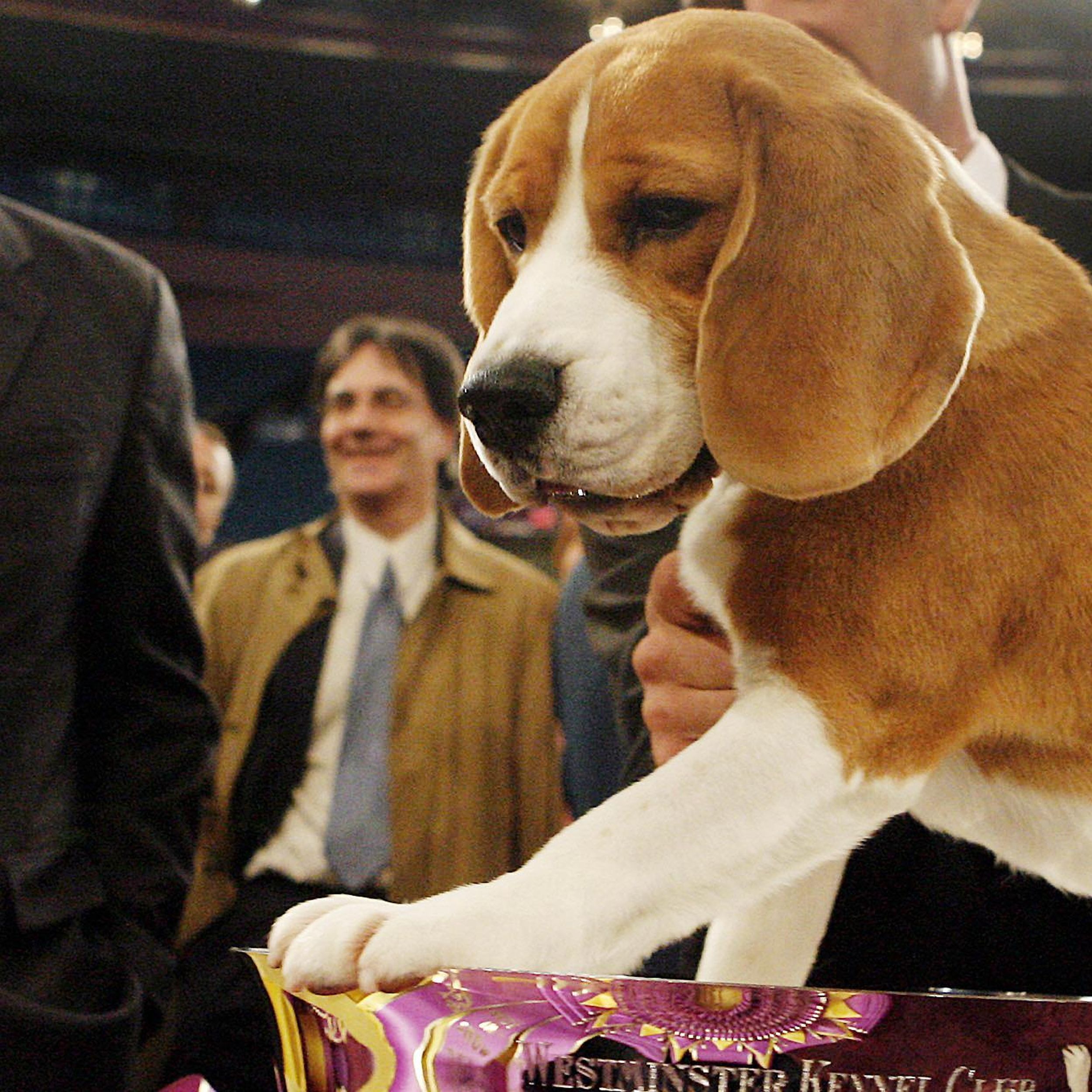 Uno shop the beagle