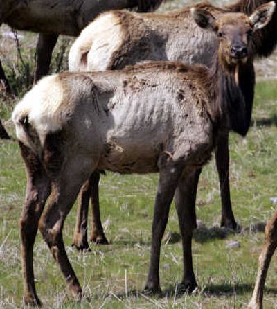 
The ribs of an undernourished elk clearly show through its coat while the animals graze in the Mount St. Helens State Wildlife Area. Surveys indicate a record number of the area's elk have died after the hard winter.Associated Press
 (Associated Press / The Spokesman-Review)