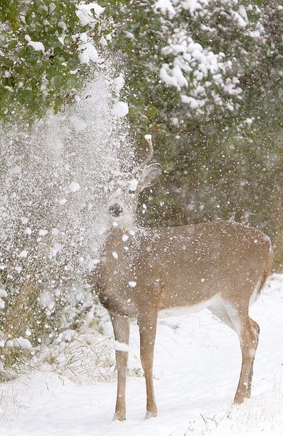 A whitetail deer gets a snow shower while browsing on Bench Boulevard in Billings on Friday.  (Associated Press / The Spokesman-Review)