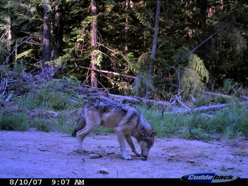 This gray wolf image was captured in 2007 by a remote sensor camera set up by state biologists in the LeClerc Creek drainage of Pend Oreille County two days after a cow elk triggered the camera shutter in the same spot. The photo helped document that wolves were moving into Washington. A breeding pack was documented in 2009. Photo courtesy of Washington Fish and Wildlife Department.
 (Washington Department of Fish and Wildlife)