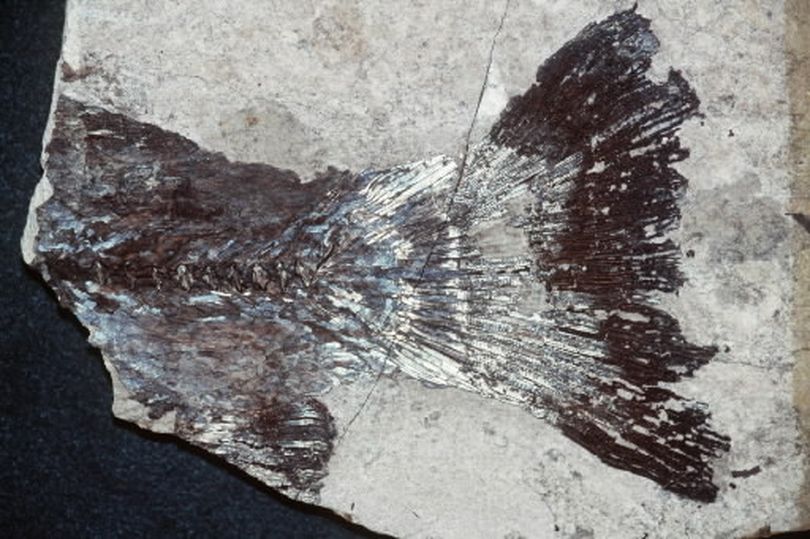 Outdoors - Fish fossil from Stonerose Fossil Site in Republic, Wash.  (Rich Landers)