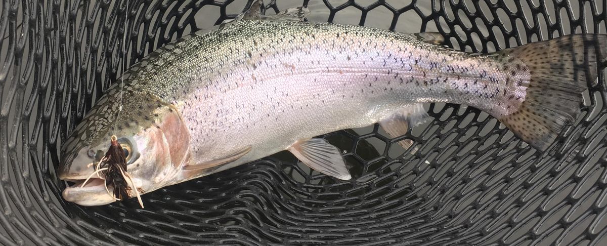 Rainbow trout caught at Coffeepot Lake. (Mike Berube)