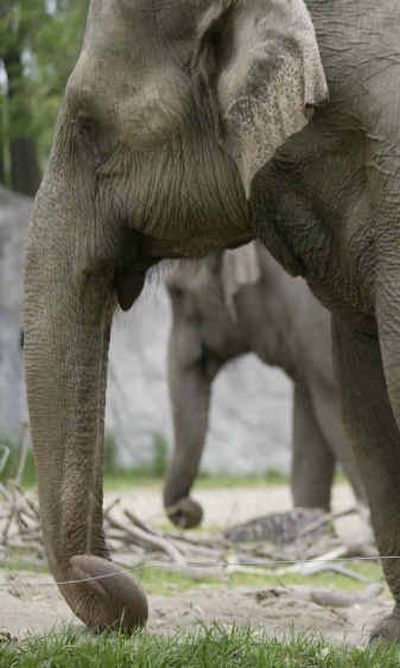 
Wanda, foreground, and Winky stand in their enclosure at the Detroit Zoo in May.
 (File/Associated Press / The Spokesman-Review)