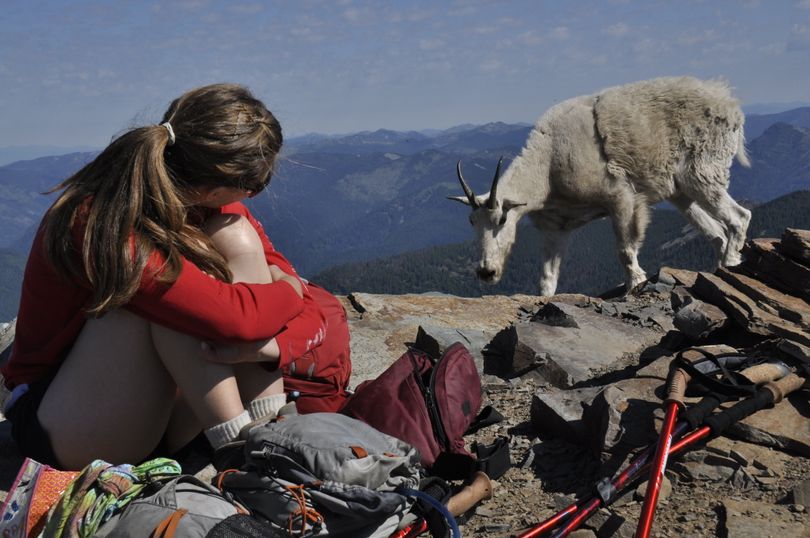 Hillary Landers shares the top of Scotchman Peak with mountain goats above Clark Fork, Idaho. (Rich Landers)