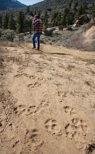 Ross Hurd looks at signs of wolves, including tracks, near his ranch south of Wenatchee on Tuesday. (Associated Press)
