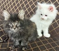 Pure bread Maine coon kittens