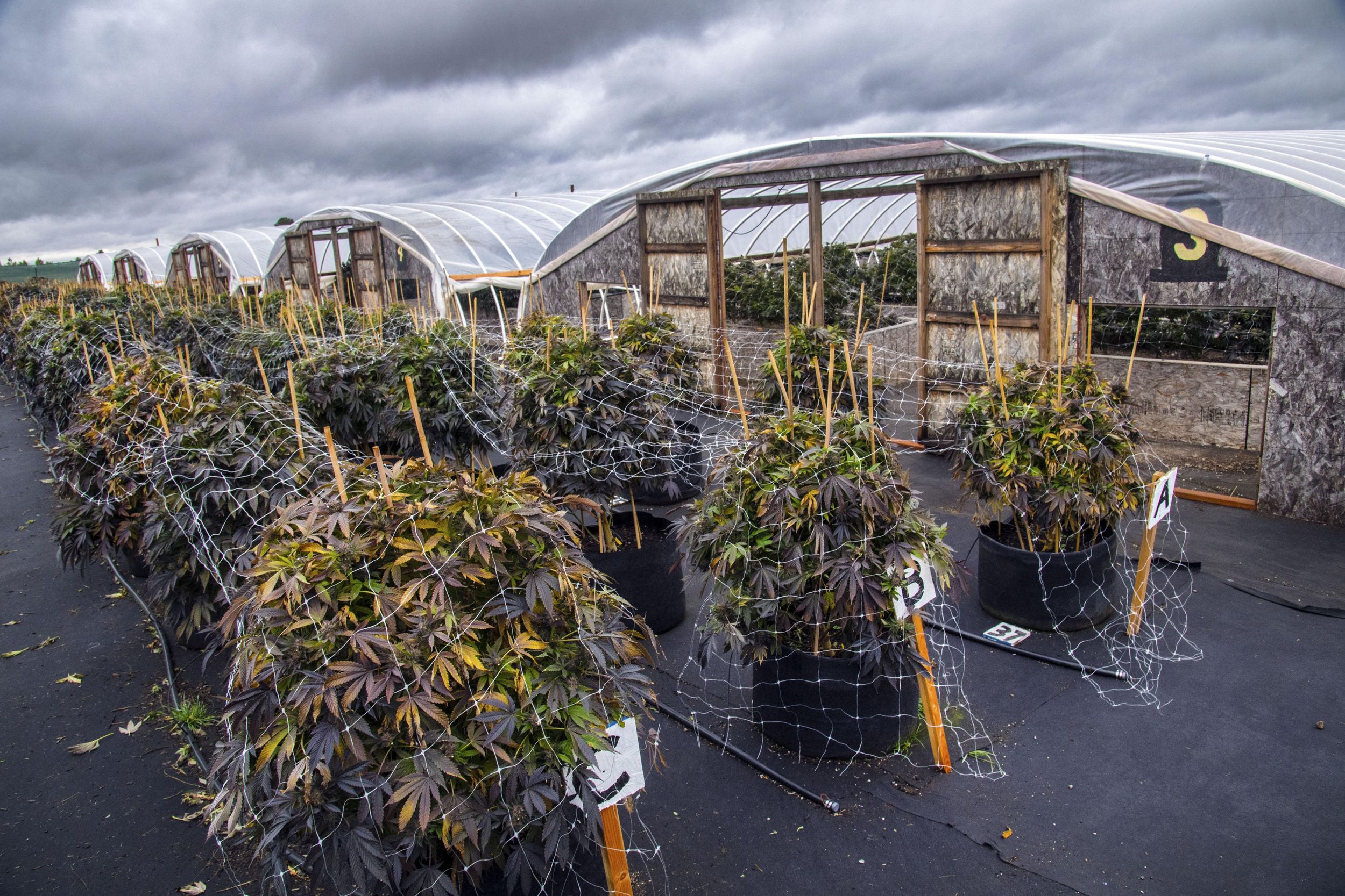 Spokane County marijuana sales slide in April, despite