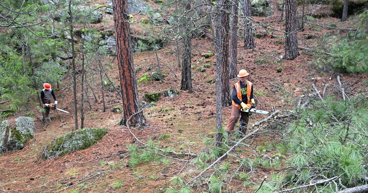 Fire fuel mitigation project sees removal of small trees in over 250 ...