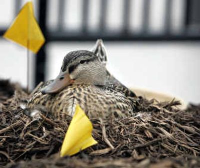 
A brown mallard nests on a mulch pile near the main entrance to the Department of the Treasury on Pennsylvania Avenue in Washington last week. 
 (Associated Press / The Spokesman-Review)