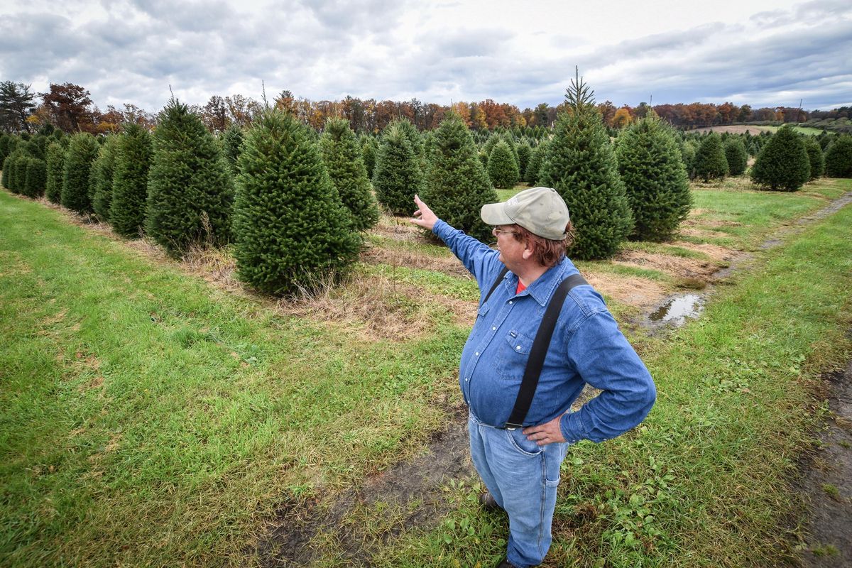 Jay Bustard at his Christmas tree farm in Lehighton, Pa. on Friday, Nov. 2, 2018. Bustard and his brother Glenn run Bustard’s Christmas Trees in Landsdale, Pa. (Erin Blewett / Tribune News Service)