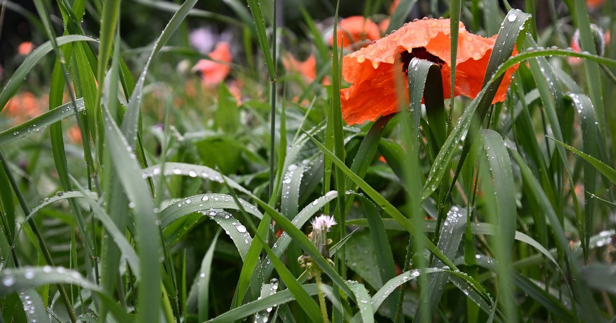 The Mechanics of a Pollen Double Whammy