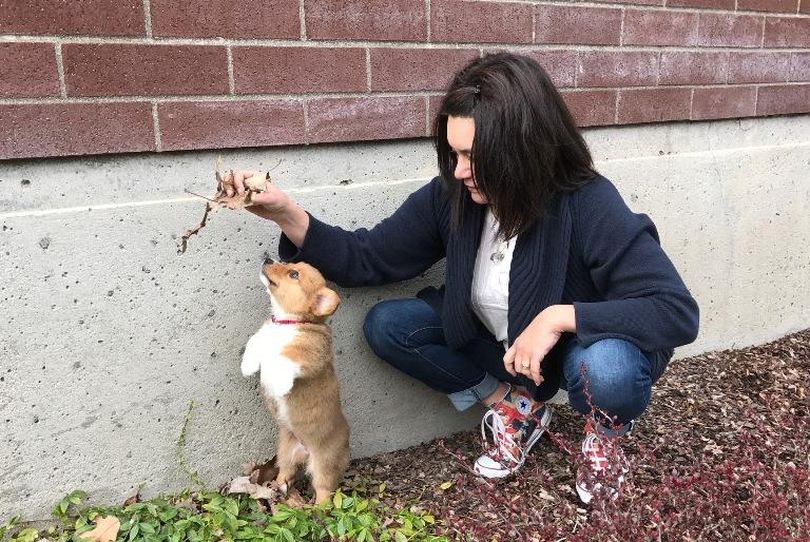 Trustee Christa Hazel of the Coeur d'Alene School Board and her new Corgi terrier, Millicent Przemek Hazel.