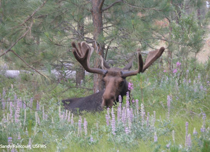 Moose are the largest of the many, many other wildlife residents and migrants found at Turnbull National Wildlife Refuge. (Sandy Rancourt / U.S. Fish and Wildlife Service)