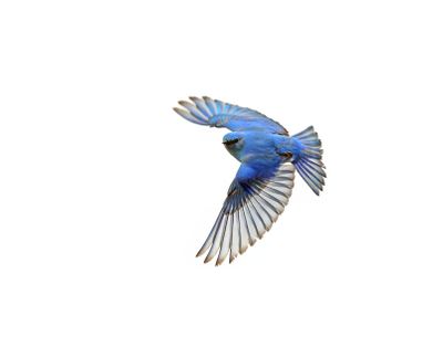 A mountain bluebird flies at Saltese Flats on Saturday in this photo by Jerry Rolwes. (Courtesy of Jerry Rolwes)