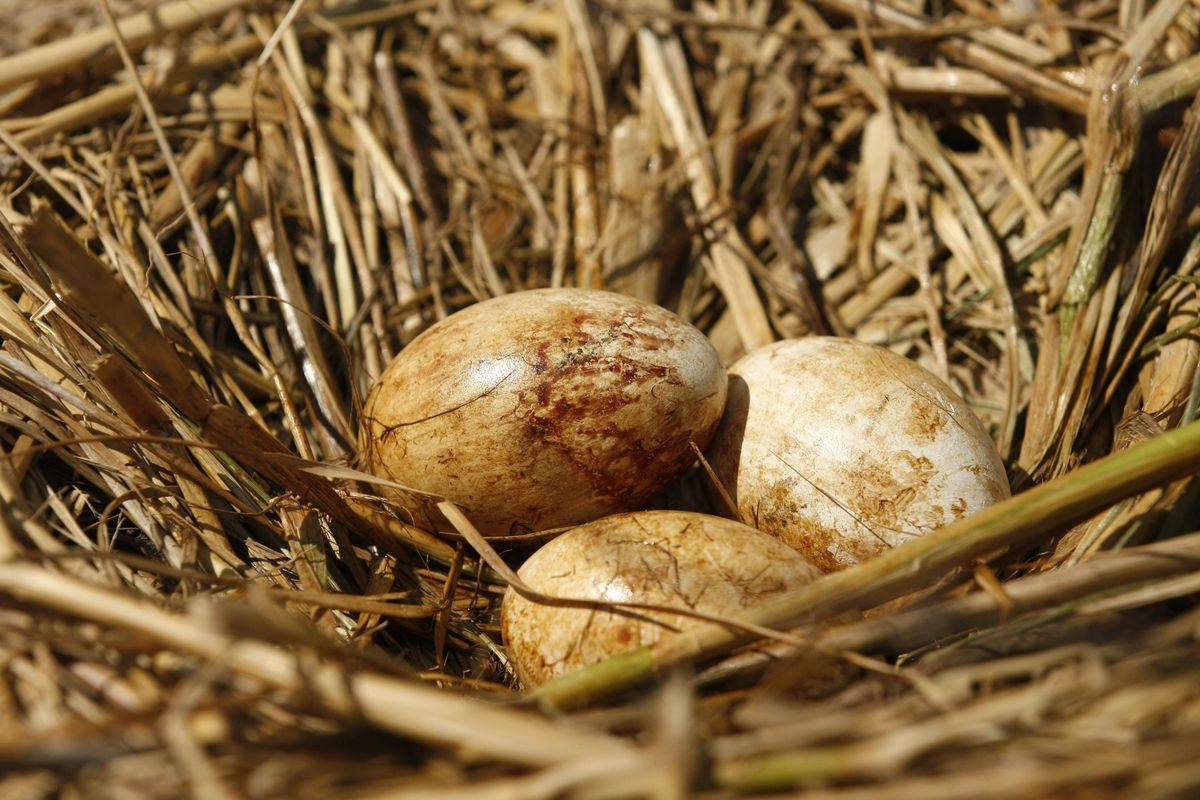 May 22, 2010: Pelican eggs stained with oil sit in a nest on Cat Island in Barataria Bay, La.