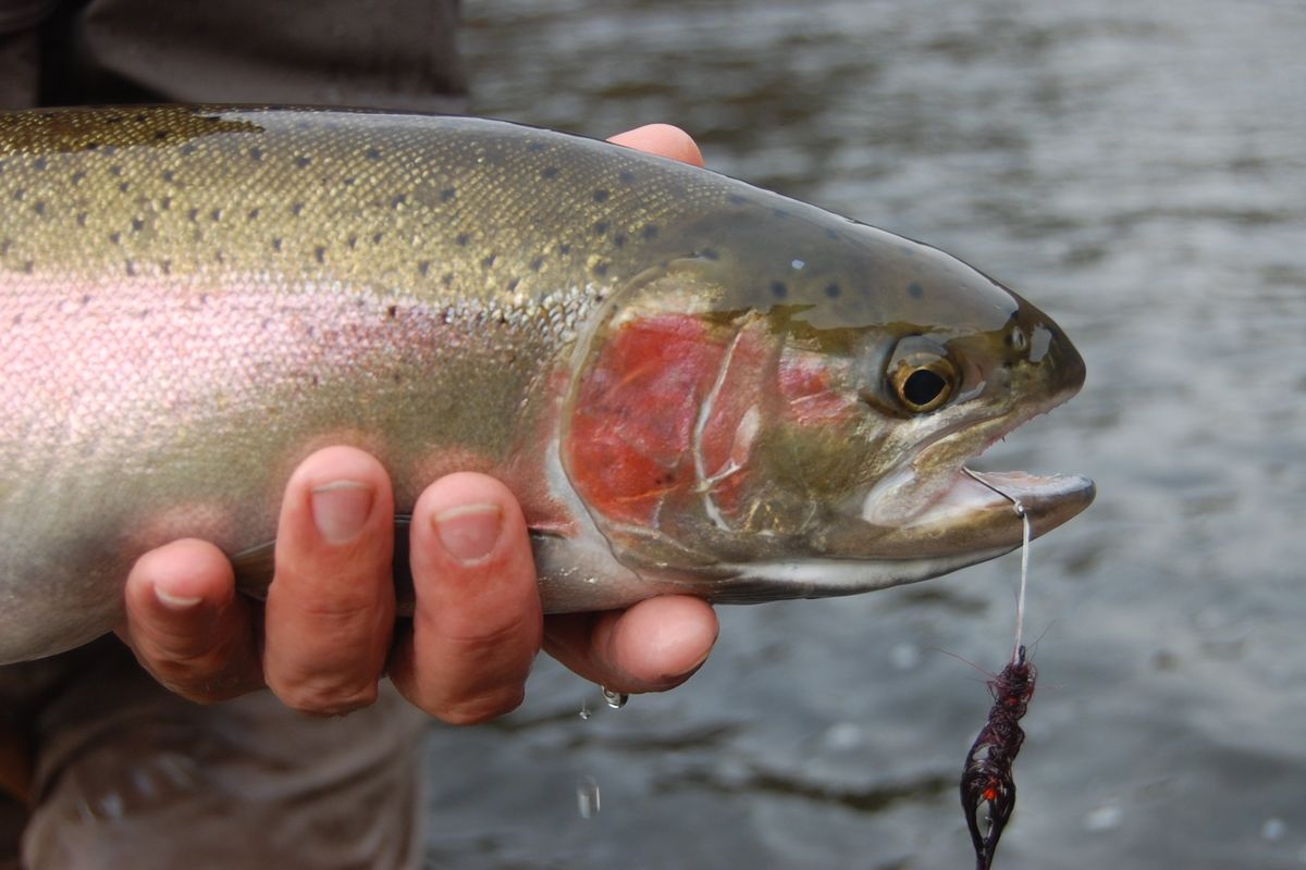 An angler holds a steelhead caught from the Grande Ronde River in Washington.  (Eric Barker/Lewiston Tribune)