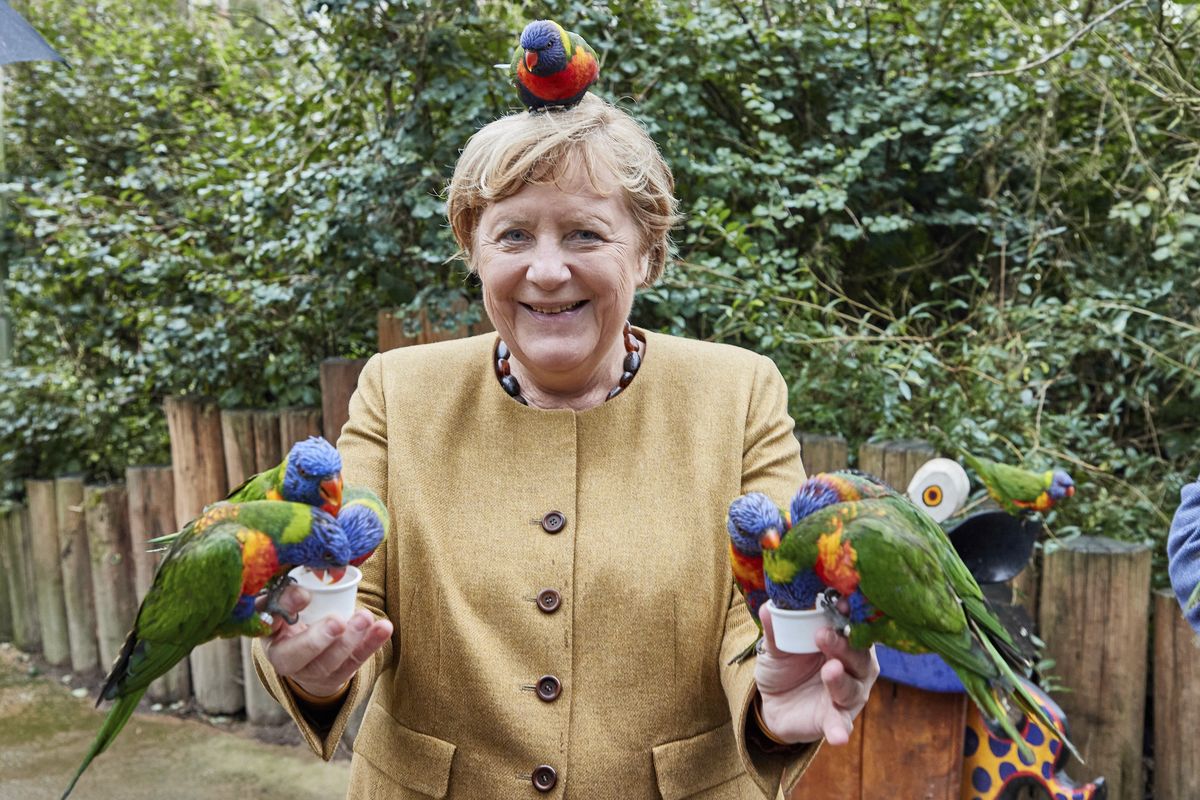 German Chancellor Angela Merkel feeds Australian lorikeets at Marlow Bird Park in Marlow, Germany, Thursday Sept. 23, 2021.  (Georg Wendt)