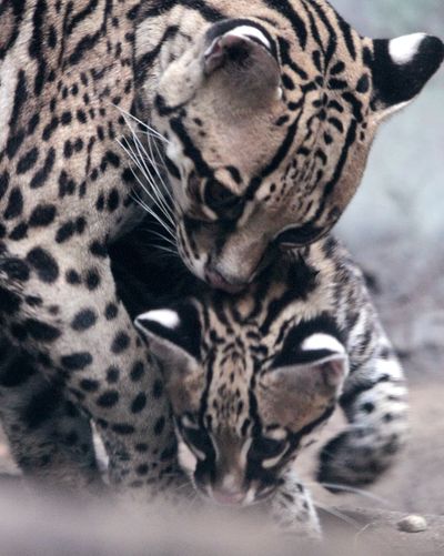 Attentive mom: Three-month-old ocelot kitten Evita is shielded by her mother, Bella, 10, at the Woodland Park Zoo on Thursday in Seattle. The kitten only recently went into public view. (Associated Press)