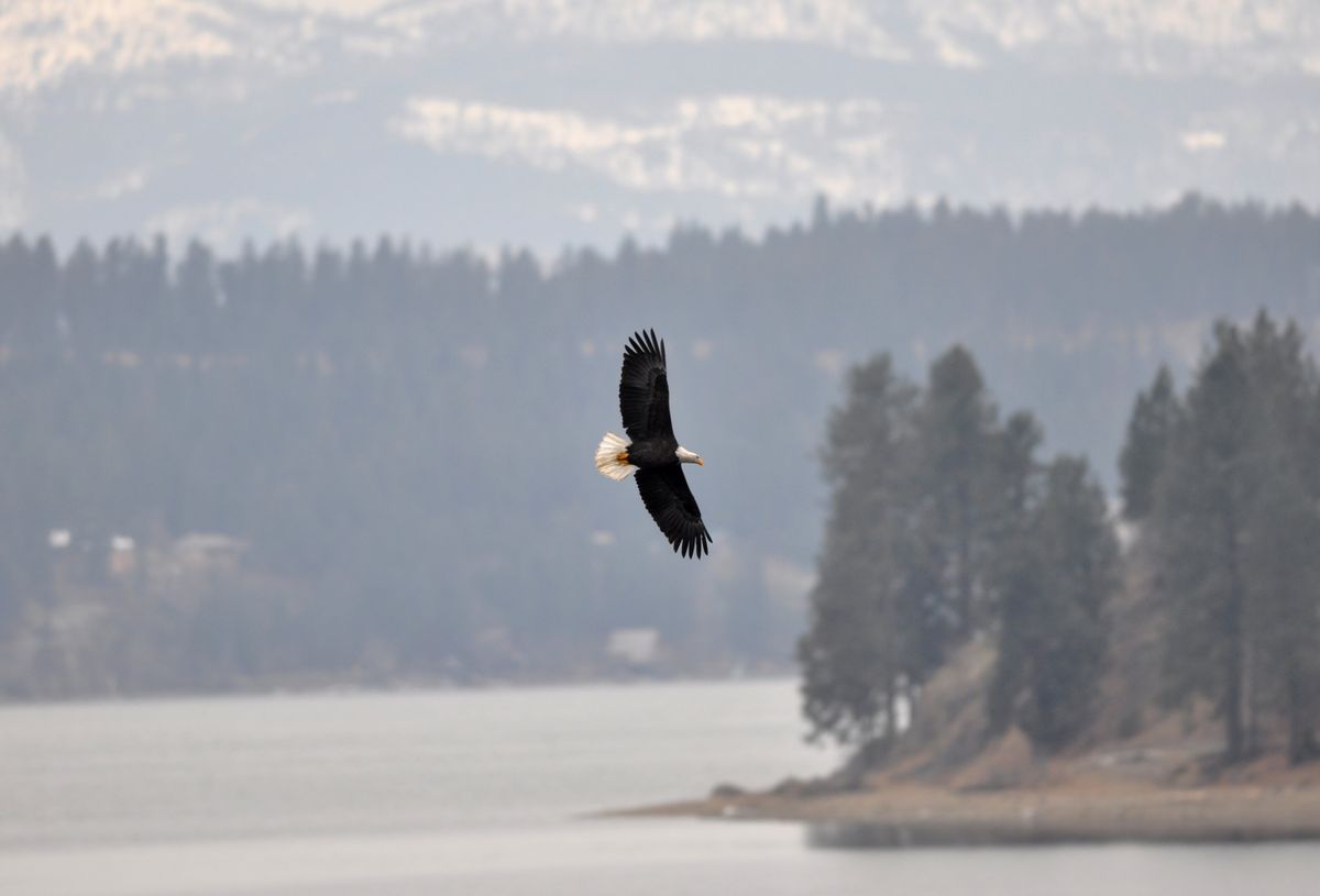 Global warming likely to dramatically affect birds | The Spokesman-Review