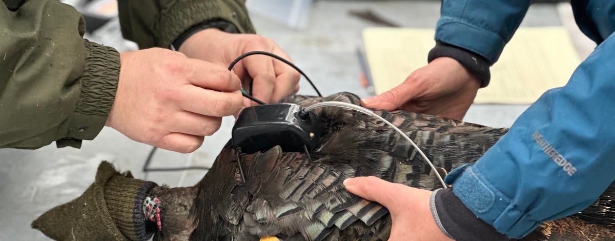 Researchers fit a wild turkey with a GPS transmitter.  (Courtesy of Idaho Fish and Game)