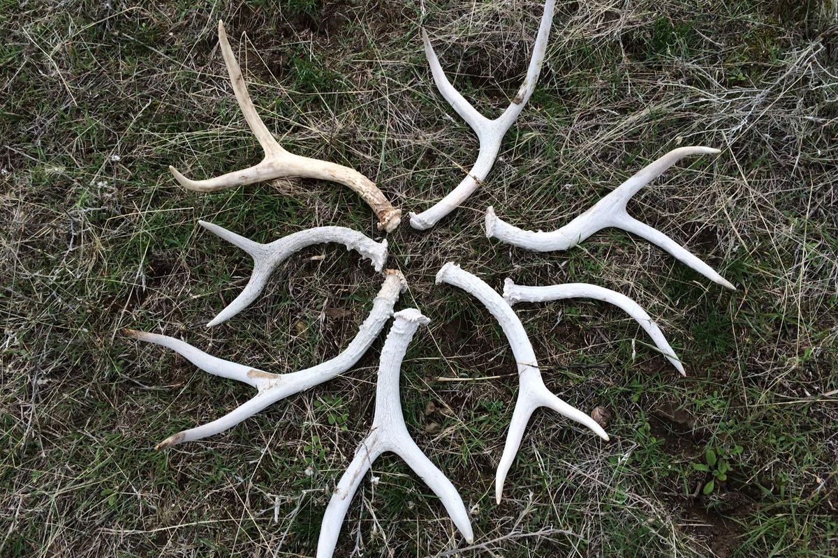These antlers were found in one afternoon, but Tim Kuntz of Loon Lake said shed hunting is always a success even if no antlers are found. (Tom Clouse / The Spokesman-Review)