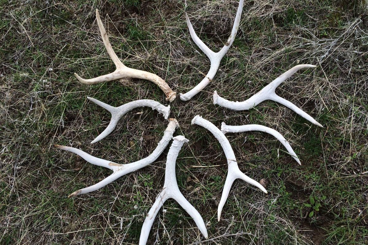 Part 2: A Close Look at an Antler, Autumn 2019