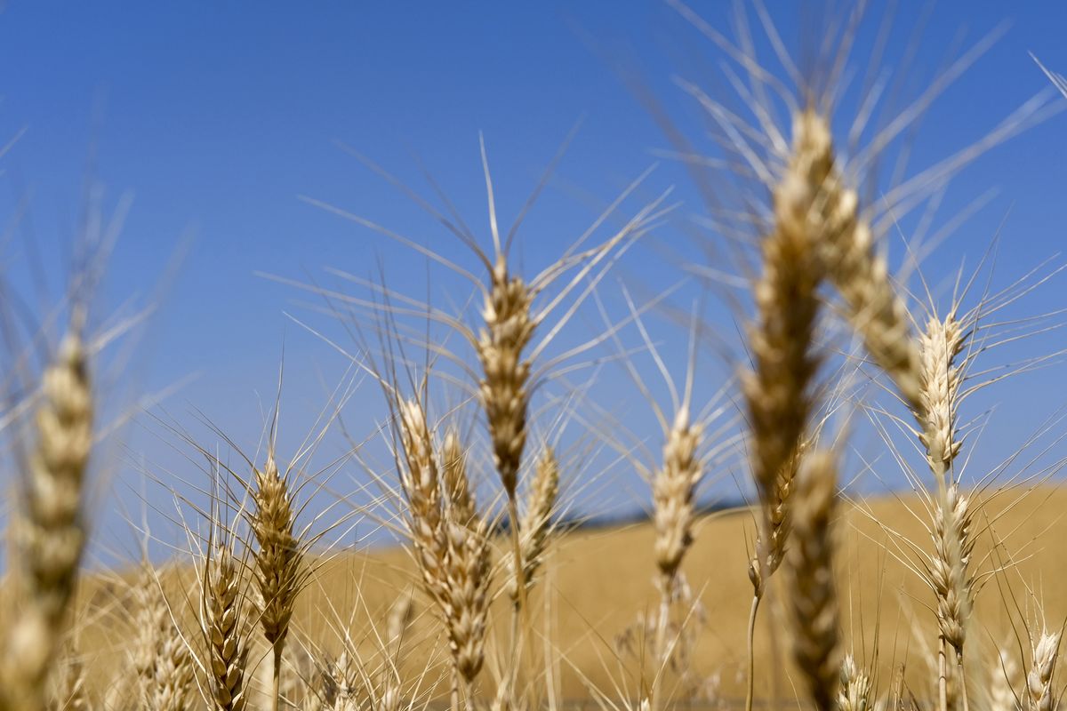 Barley waves are pictured in the afternoon sun off state Route 206 in July near Mead.  (Tyler Tjomsland/Spokane Daily Chronicle)