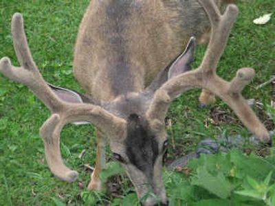 
Mule deer encouraged to take up residence in the village at Wallowa Lake, Ore., have a history of attacking people. 
 (Rich Landers / The Spokesman-Review)
