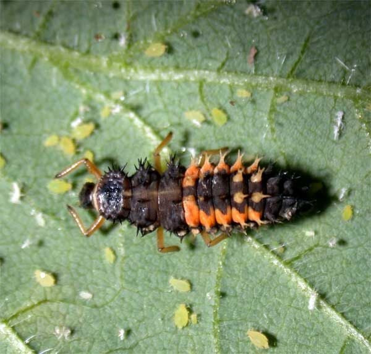 Convergent lady beetle larvae are often called aphid lions because of their voracious appetite for aphids and other insects. Knowing what they look like and their relationship to convergent lady beetles will help you protect them in your garden. (Courtesy of University of Wisconsin – Madison)