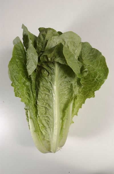 This undated photo shows romaine lettuce in Houston. (Steve Campbell / Associated Press)
