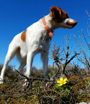 Ranger, a Brittany, towers over a spring-blooming buttercup in the scablands of Lincoln County. (Rich Landers)