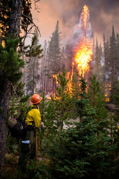 A firefighter watches flames Aug. 7, 2019, from the Nethker Fire engulf trees at Payette National Forest near McCall, Idaho.  (HOGP)