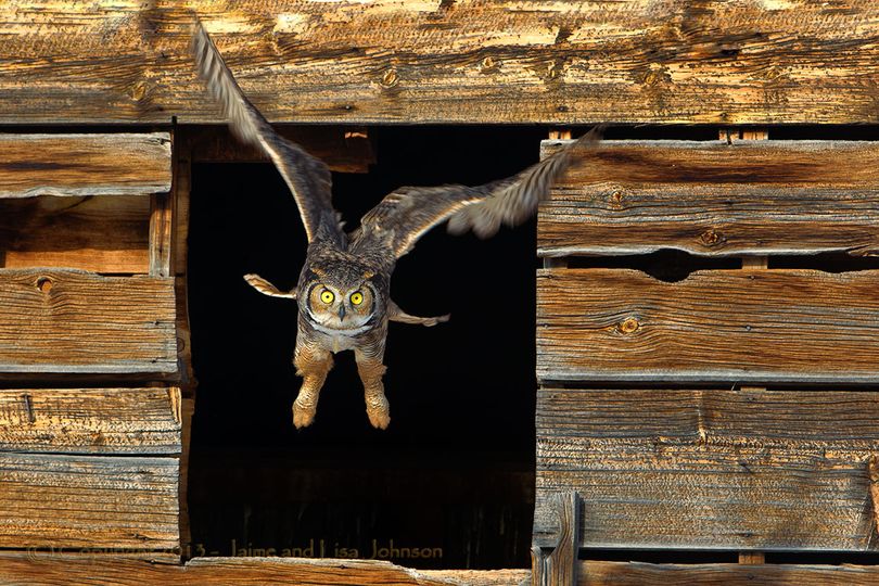 A great horned owl flies out of its roost in a barn. (Jaime Johnson)
