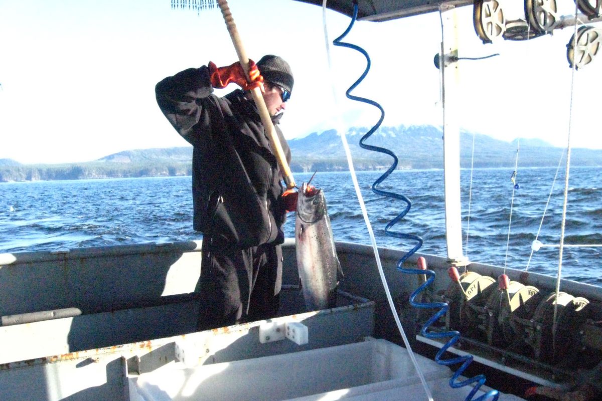 Ken DesRosiers III of Colville brings in one of the first king salmon of the season on April 12, 2010, from his family