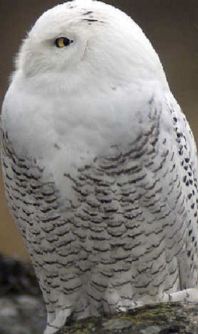 
Barring on breast and wing feathers and lack of color on the throat of this snowy owl suggest an immature male. 
 (The Spokesman-Review)