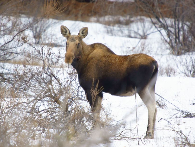 Moose are found in the valleys of the state-managed Sinlahekin Wildlife Area.