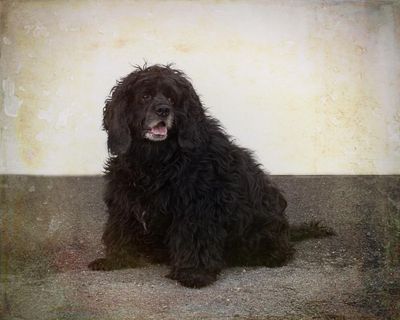 This female cocker spaniel at SCRAPS needs a home. (Karen Fosberg)